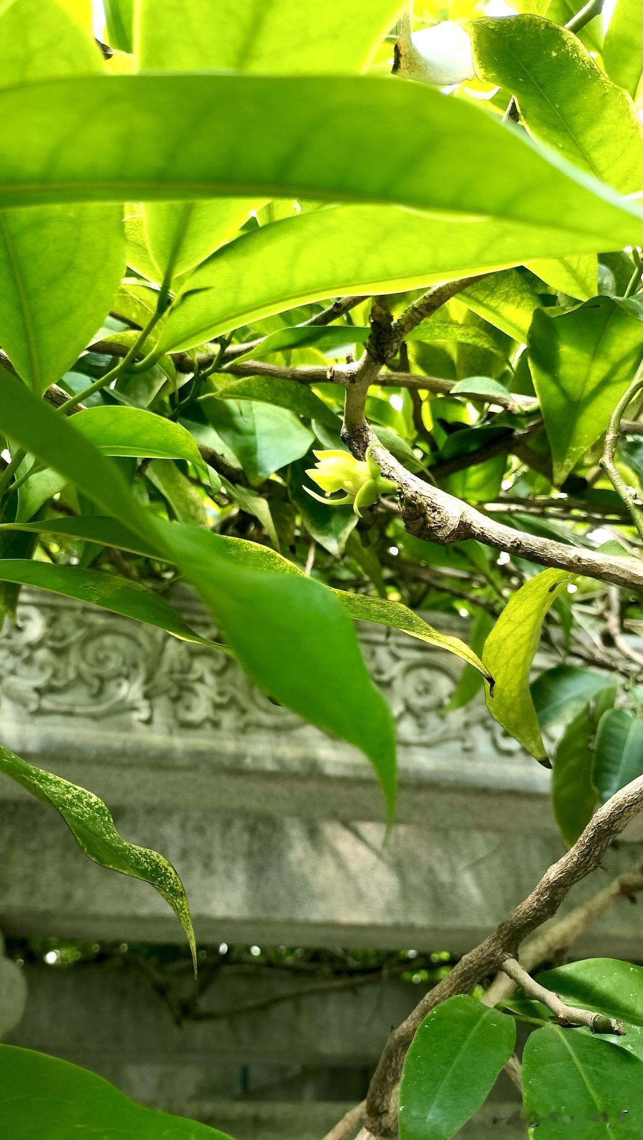 晒图笔记大赛鹰爪兰亭下，瞪大眼睛寻寻觅觅……前几天的花似乎是准备结果了，却难得找