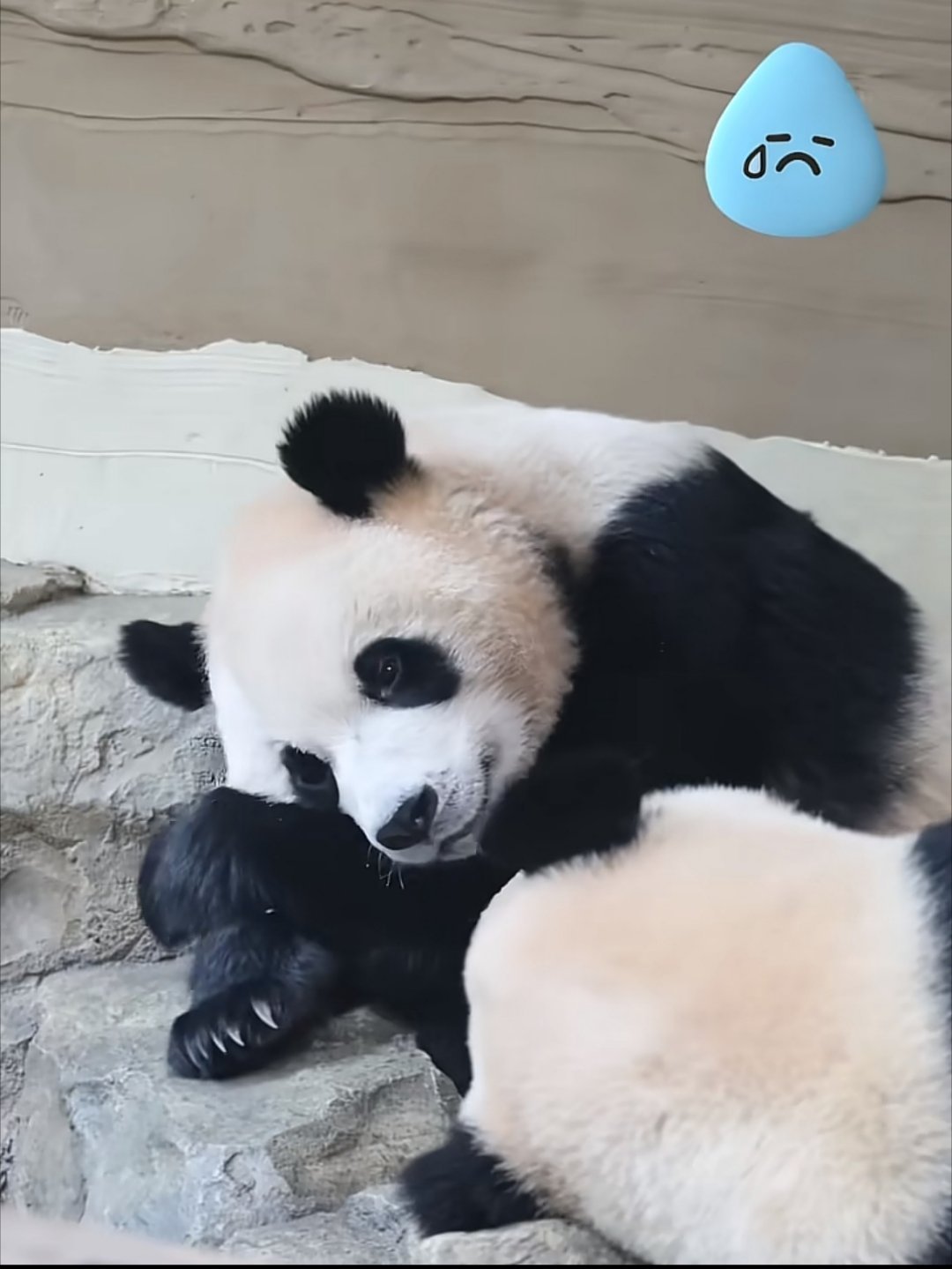 小狗辉宝 