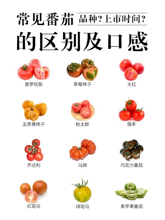 🍅 番茄品种大赏 | 总有一款击中你的味蕾！