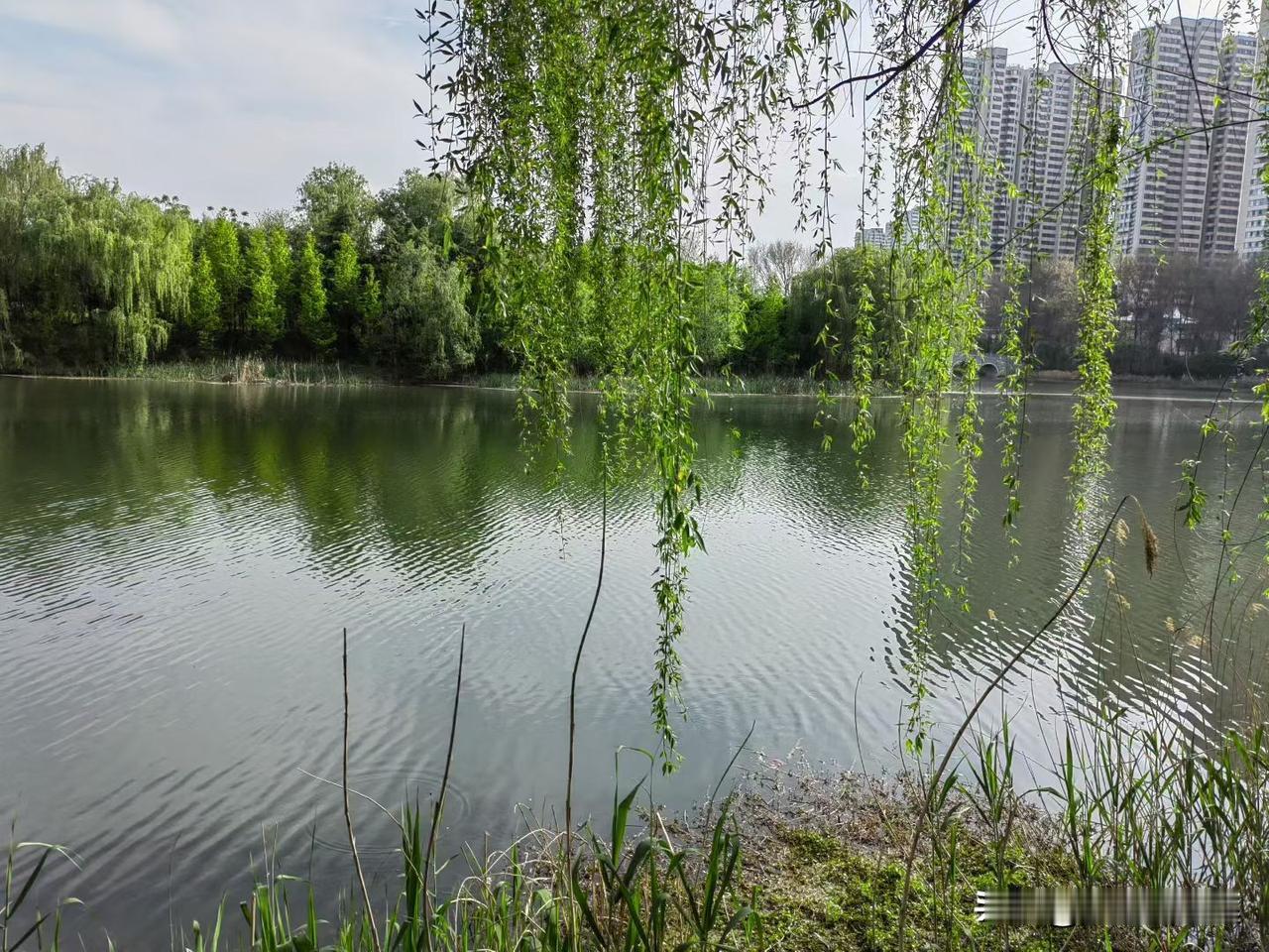 郑州西流湖的春天，是被垂柳晕染的绿。湖水潋滟，绿意盎然，在这里邂逅一场温柔的春日