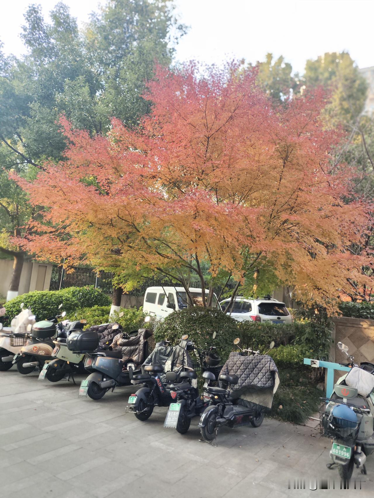 冬日生活打卡季冬季之红叶