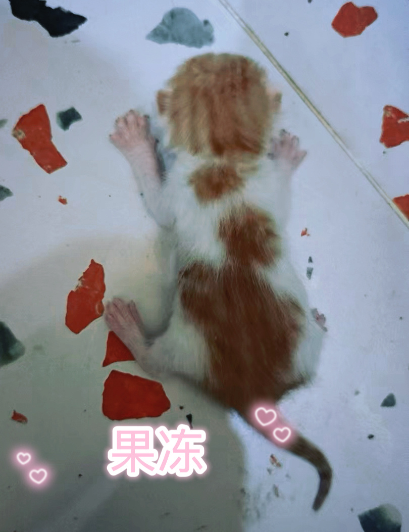 我的花园我的猫 三彩的娃睁眼了。他们也拥有了名字。 