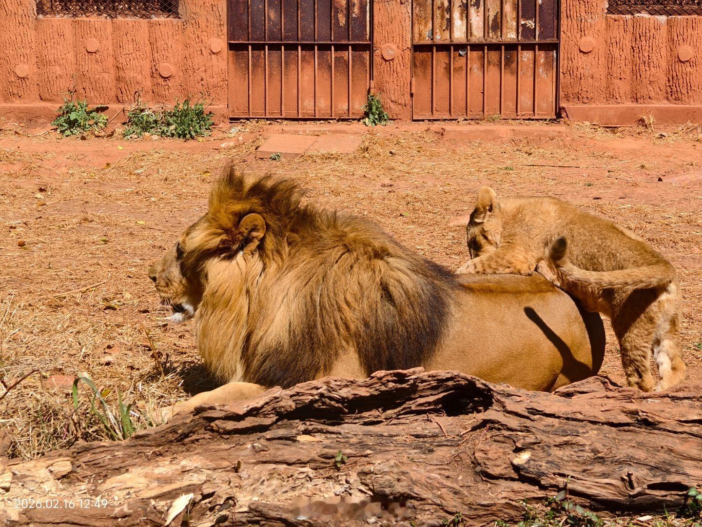 有编的狮子一家五口过着无忧无虑的生活。 昆明·昆明动物园