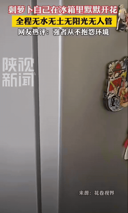 震撼到了！女生半个月前买的萝卜，随手丢进冰箱门的储物格，之后彻底忘了这回事。冰箱