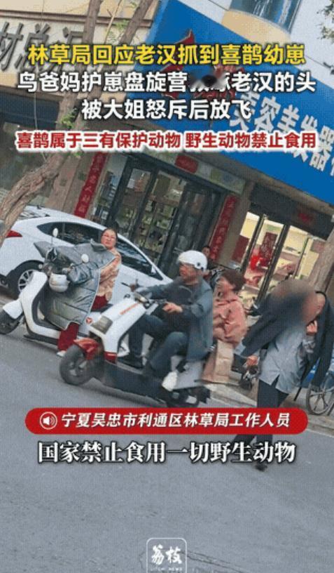 5月11日，宁夏吴忠街头，一名老汉盯上了路边窝里的几只喜鹊幼崽，估计想着抓回去养