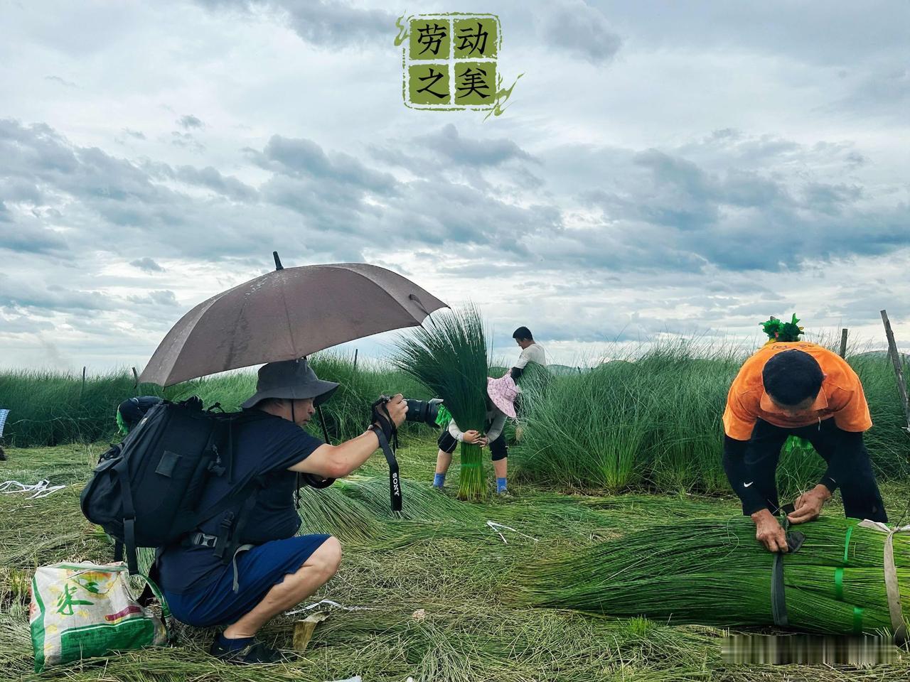【梅雨霏霏中记录劳动之美！】总爱往田间地头漫步放空。世人总追逐缥缈诗意、幻想远方