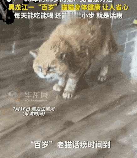 万物皆有灵！黑龙江黑河。一只出生于03年的猫咪已23岁高龄，堪比人类“百岁寿星”