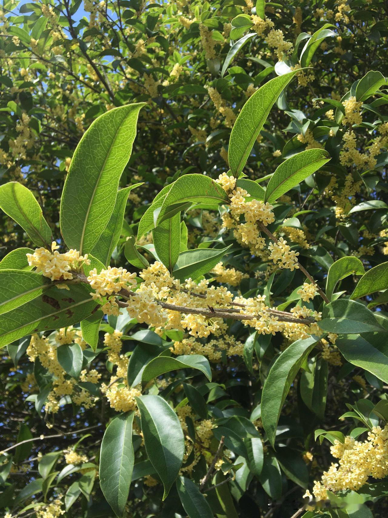 这两天的下跌确实让人心里一紧，不过换个角度想，要是认可的是好公司，这或许是个机会