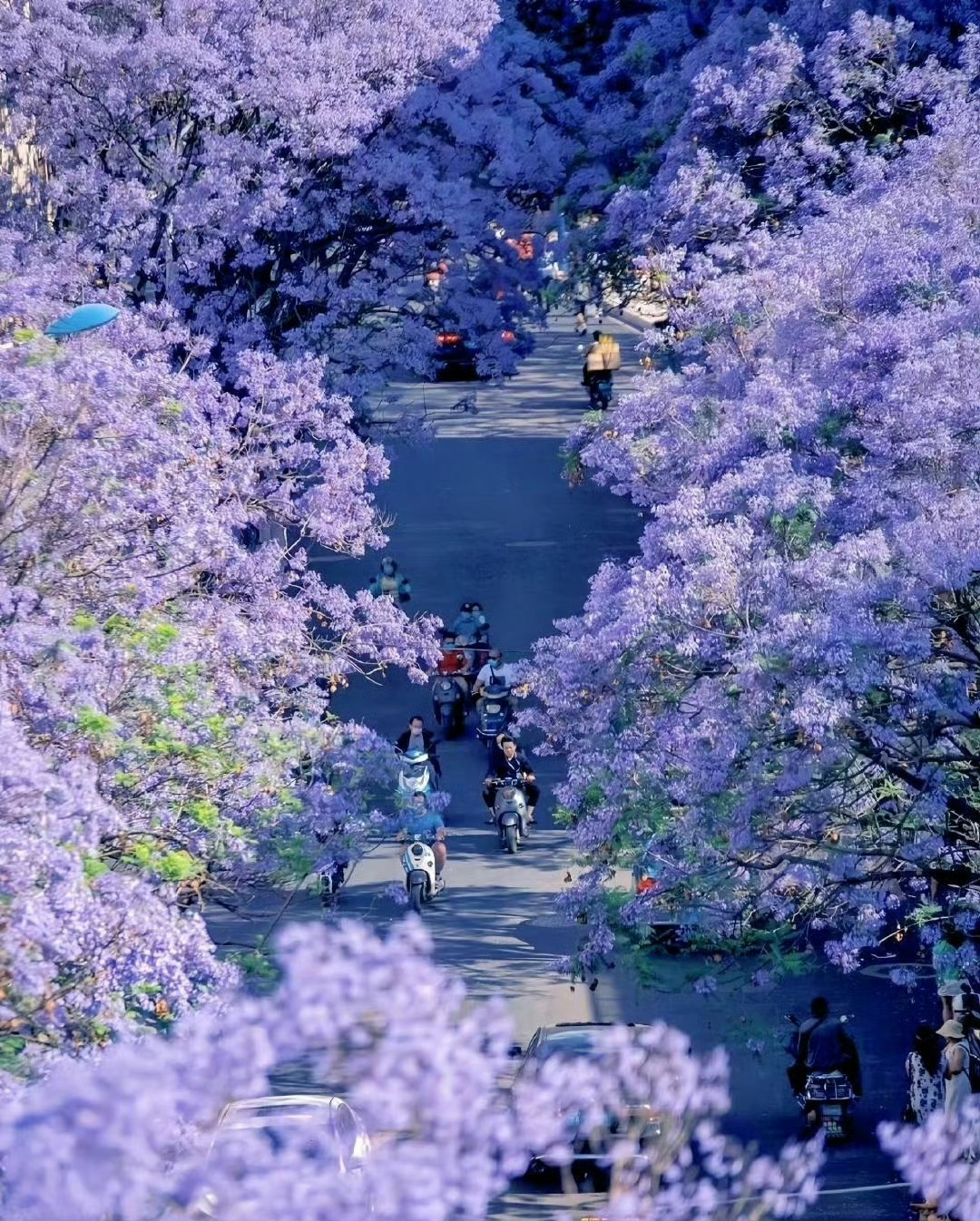 浪漫当夏，蓝花楹开。 