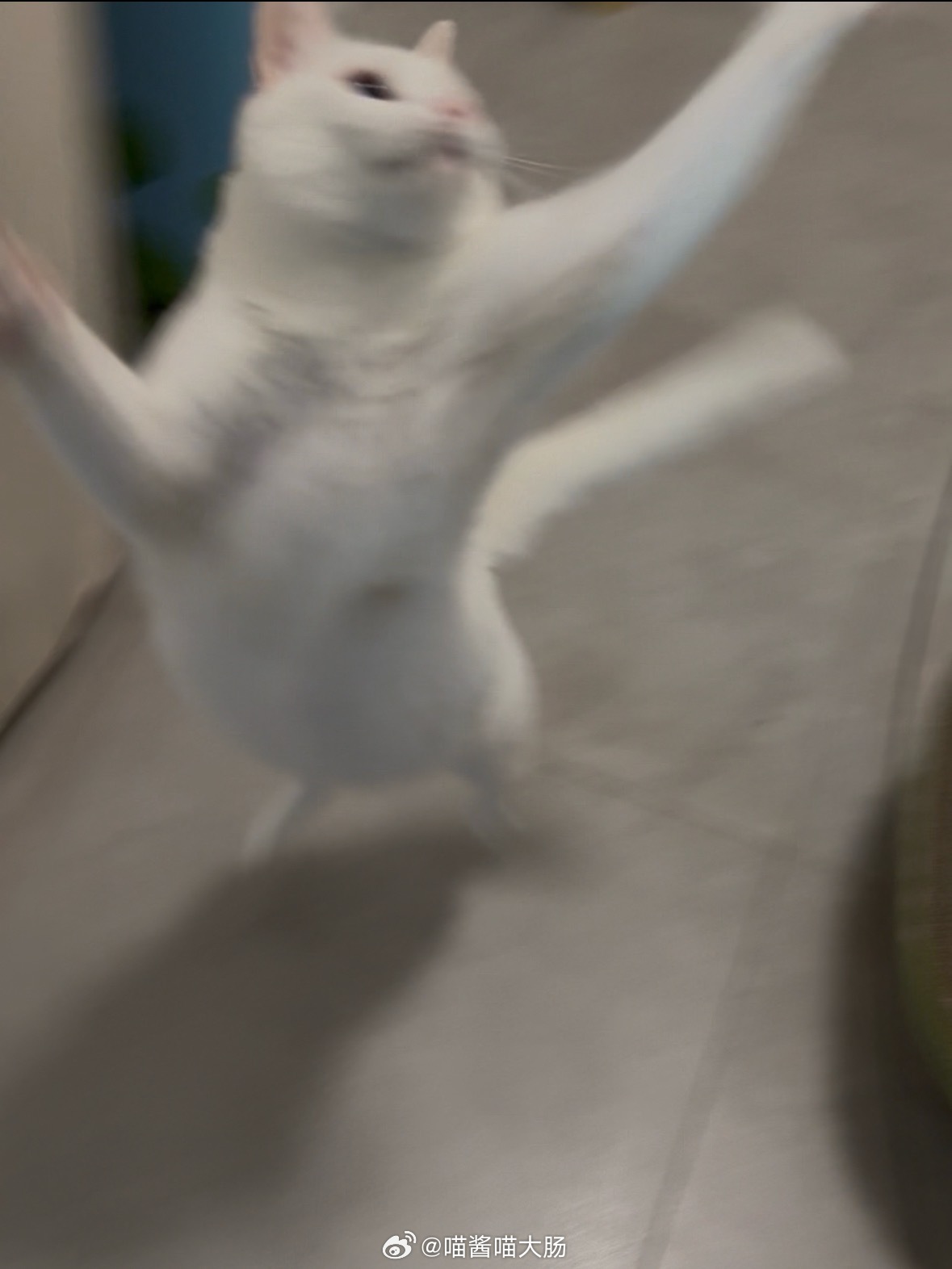 每日跳跃，我是坚信猪儿已经瘦点了 