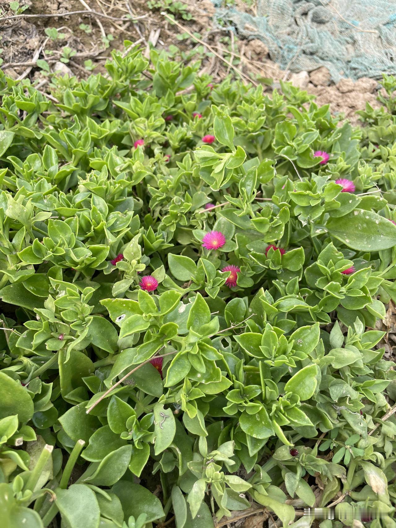 在农家菜地里拍的，谁认识这是什么菜啊？
