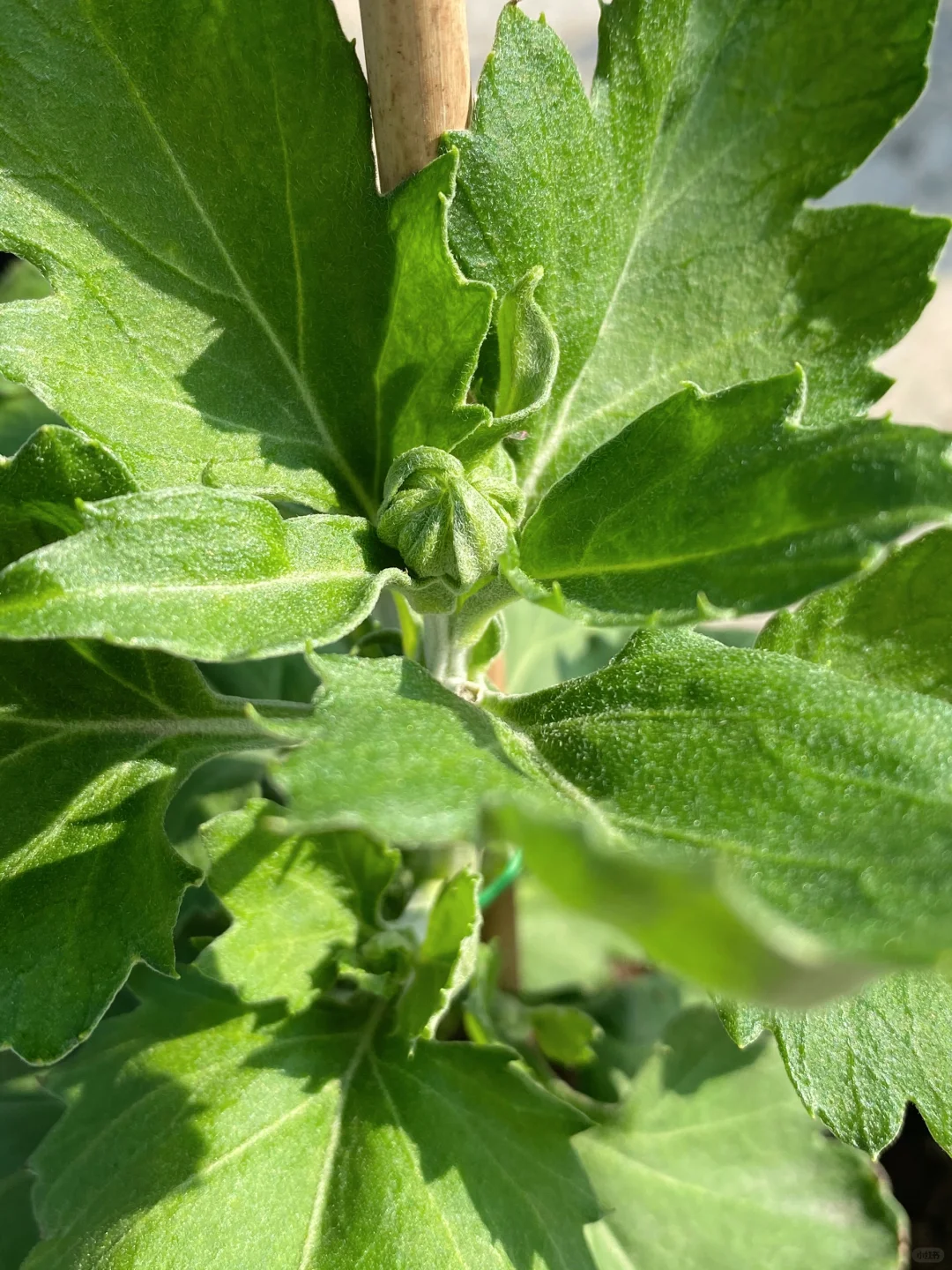菊花基本都现蕾了，小的都会掐掉，只留一朵