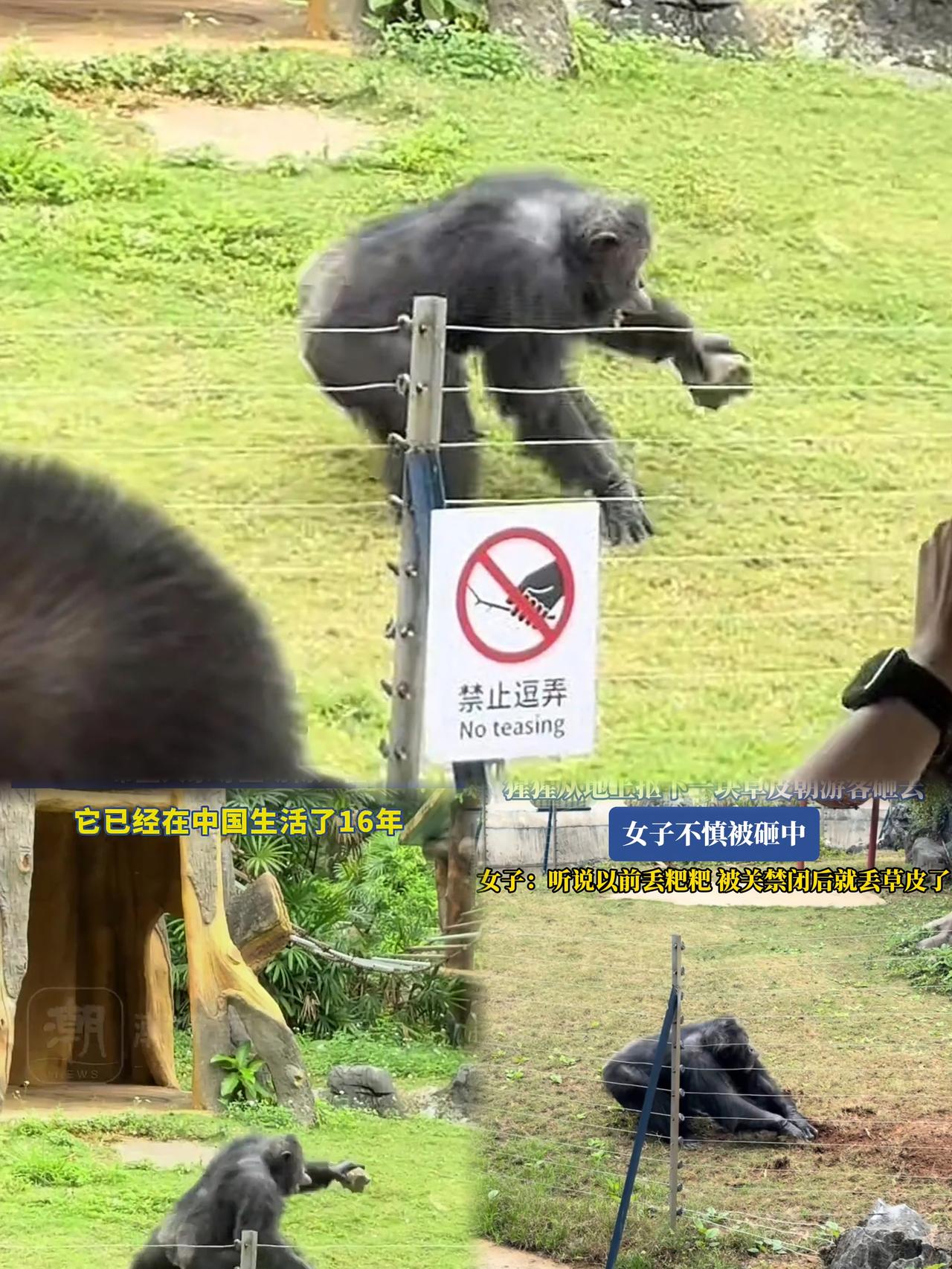 🔥突发！广东动物园猩猩抄花盆砸游客，5岁智商藏“武器”防不胜防！
✅事发：12