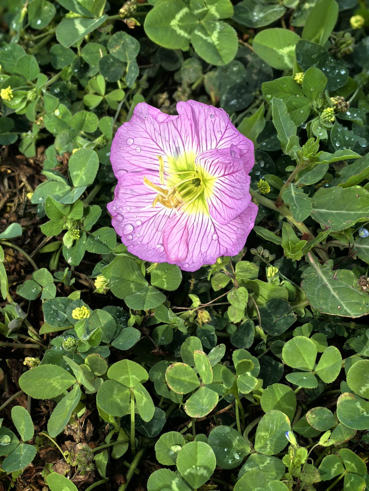 《题扇》

——许坚（唐）

哦吟但写胸中妙，饮酒能忘身后名。

但愿长闲有诗酒