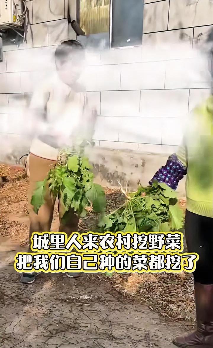 挖野菜挖农民菜地里去了，城里人再没见识，至少能认得出菜地吧？

近期一位网友在自