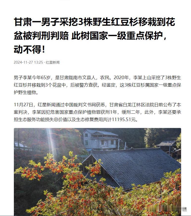 甘肃陇南，一老人从山上挖了三株野生红豆杉幼苗，放在自家花盆中精心养护了3年。眼看