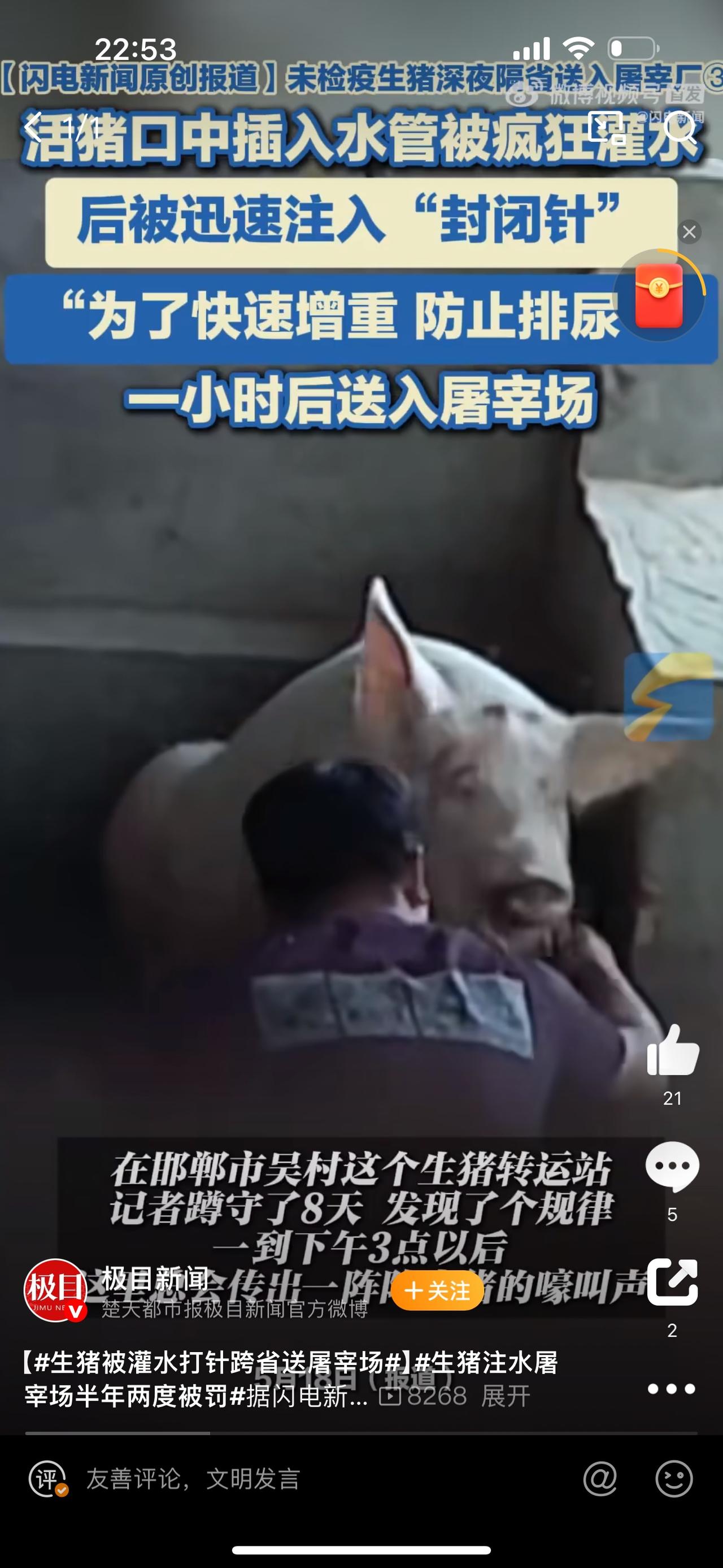 近期“注水猪”事件在河北邯郸等地被曝光，引发社会广泛关注。不法商贩通过给活猪灌水