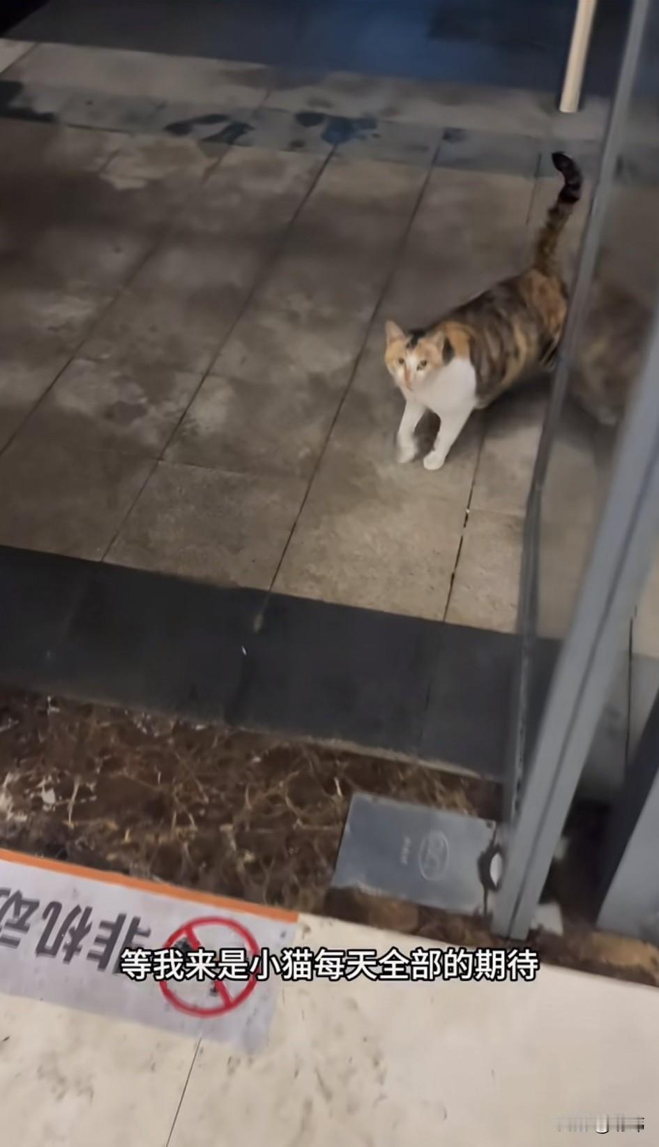 泪目了！一位小姐姐在有次下班的时候，看到公司附近有只流浪猫，于是就拿出零食投喂它