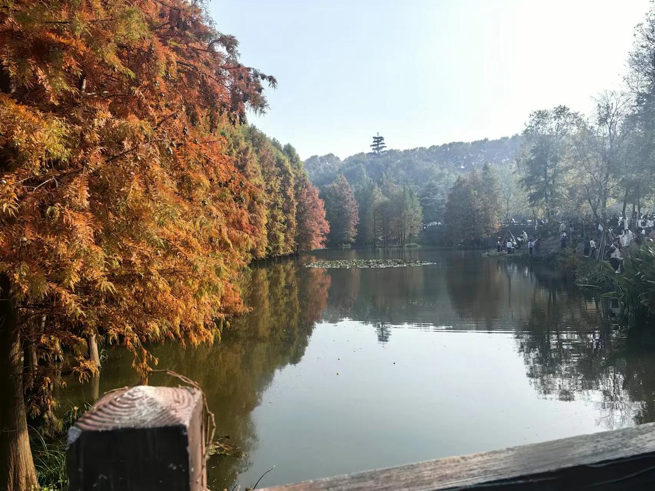 说秋季的南京东郊风景区，那真是美到让人陶醉。
 尤其是中山陵景区燕雀湖，水榭等地