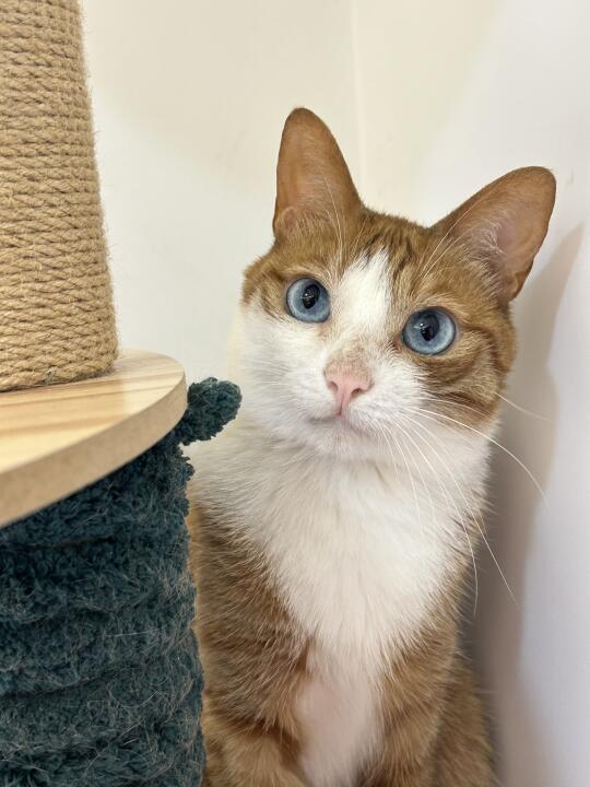 人 本橘咪漂不漂亮