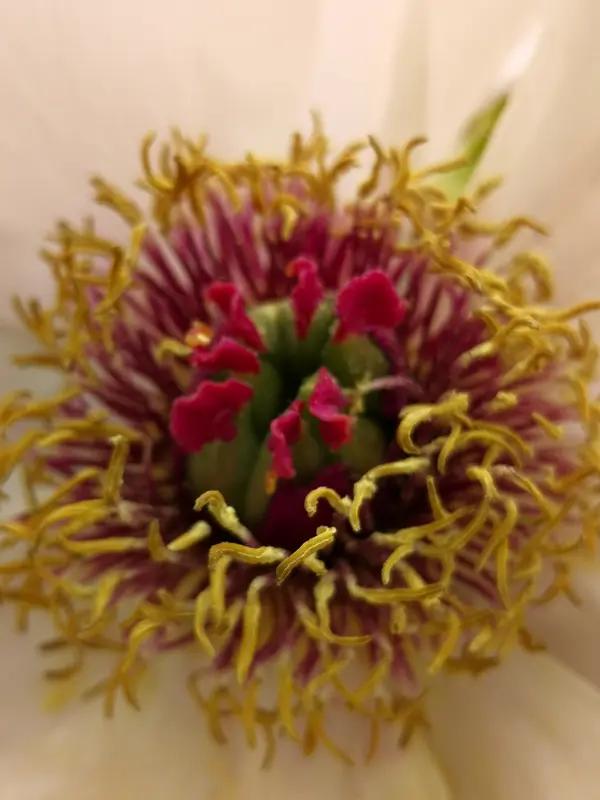忆江南
春风好，吹得百花开。
粉蝶盈盈穿细径，
轻蜂款款诱香腮。
满眼是情怀。