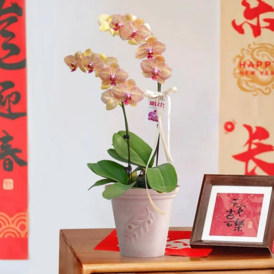 在年宵花里读懂老祖宗顶级审美 血脉觉醒对老祖宗审美的认同，年宵花这么美的传统流传