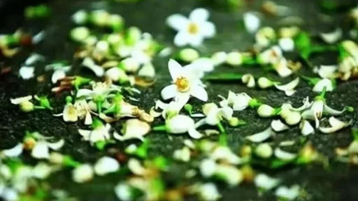 衢州常山胡柚花正式获省级食安标准立项八大系列百余种产品全线布局，标准化延伸产业链