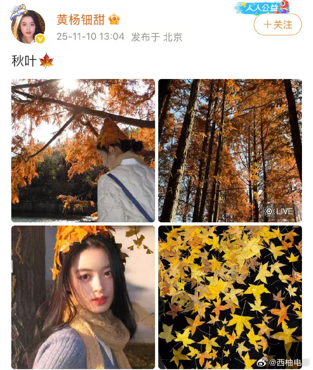 黄杨钿甜时隔半年复更黄杨钿甜戴了枫叶做的帽子 ​​​黄杨钿甜戴了枫叶做的帽子！黄