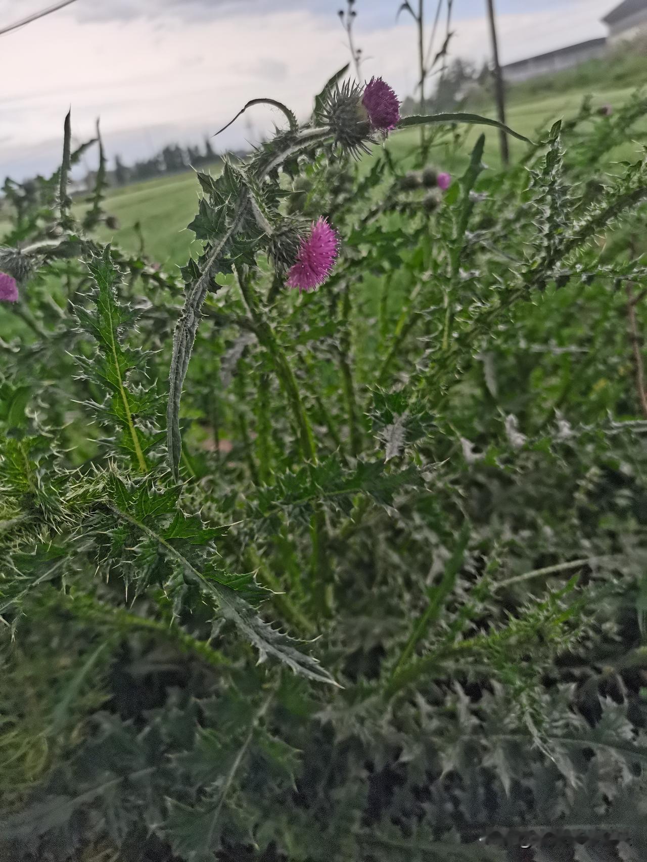 友友们，知道这是什么花吗？