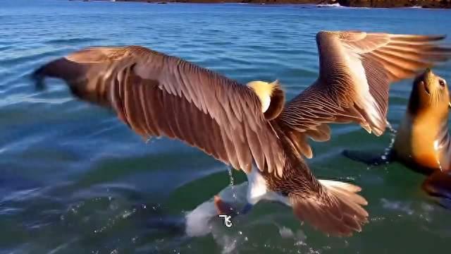 海狮和企鹅的争食大战，翻盘时刻！