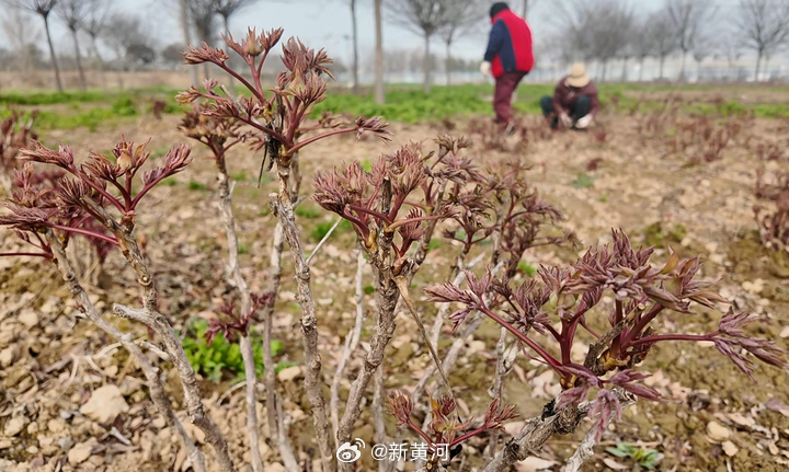 【#300余株古牡丹亮相菏泽#】春日渐暖，牡丹含苞，2026世界牡丹大会、第35