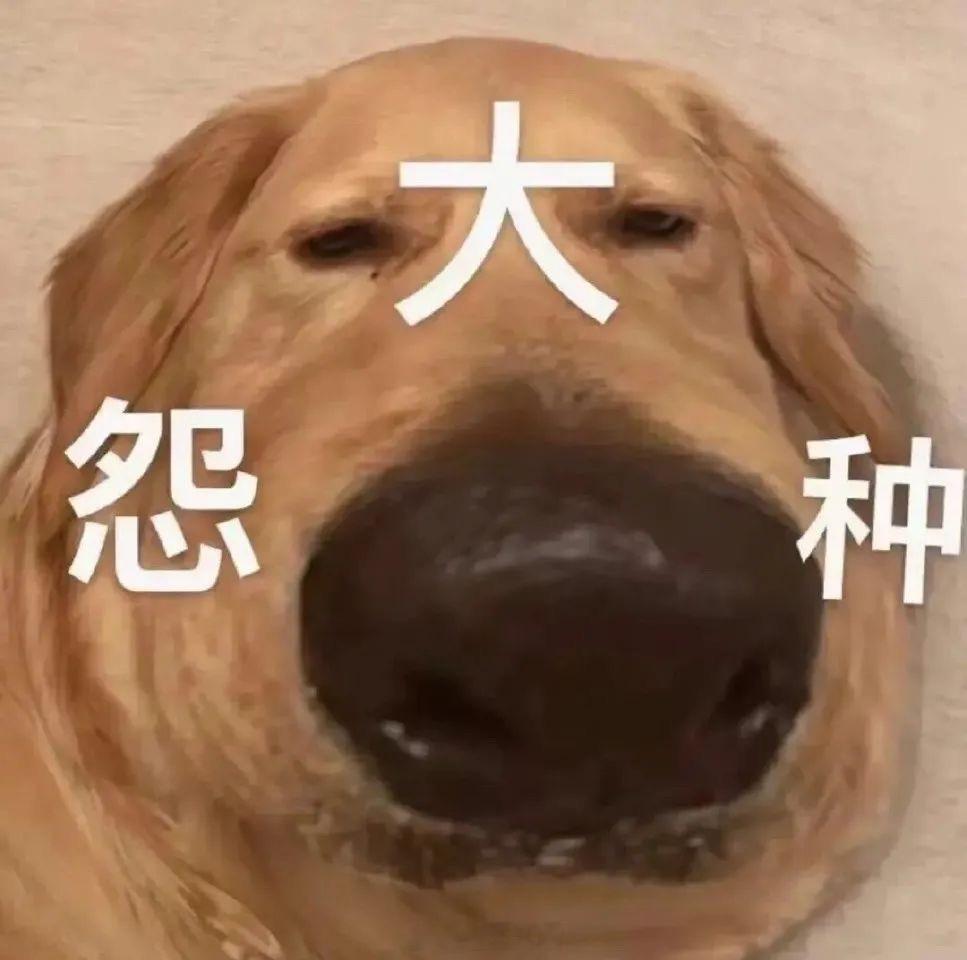 聊天必备表情包第661弹汪汪旺旺 ​​​（拿图吱声） ​​​