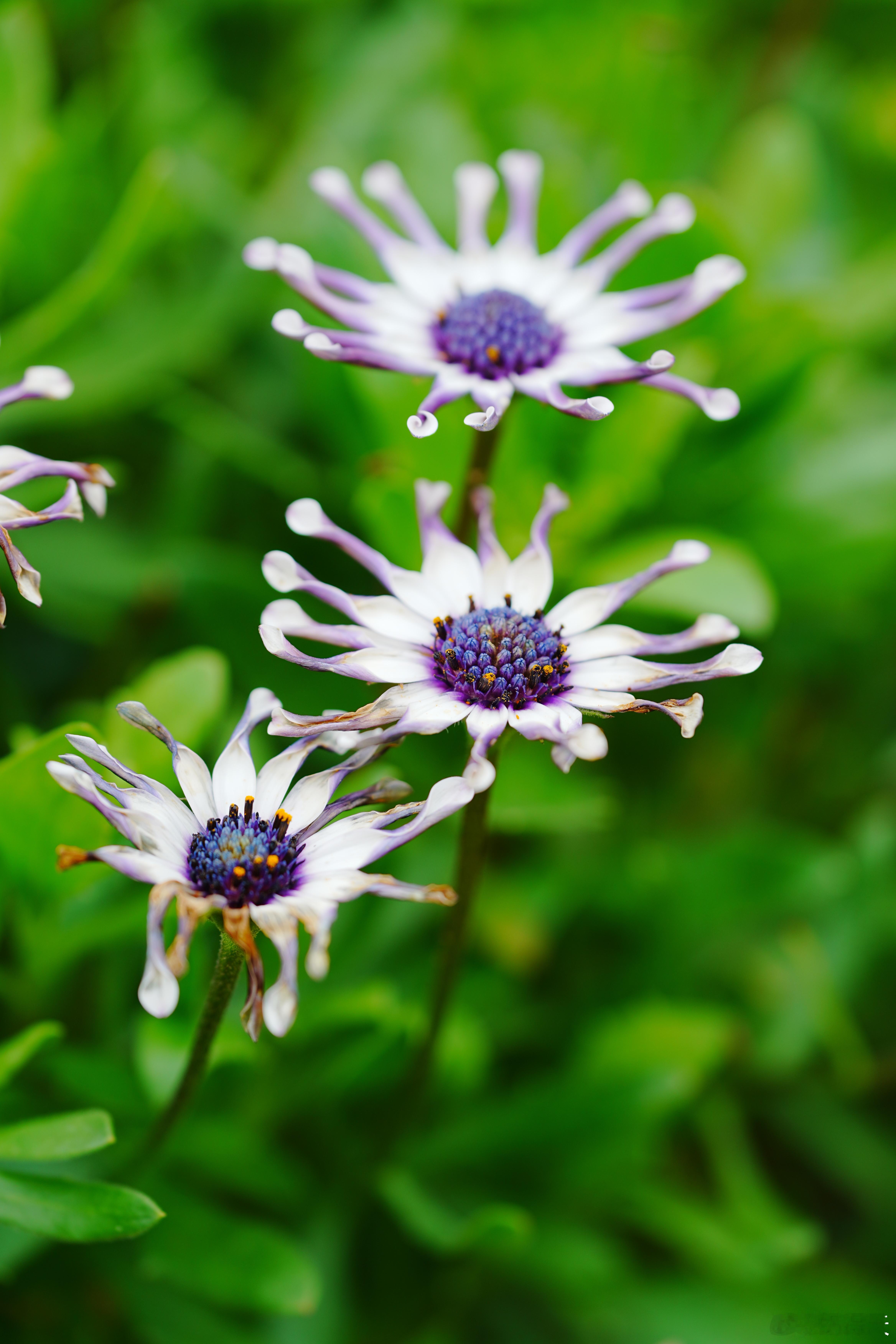 【章鱼蓝目菊】蓝目菊是菊科多年生草本植物，这种 “章鱼形态” 的是园艺培育的特殊