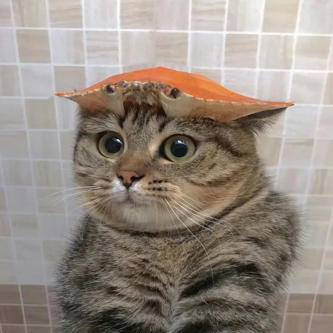 猫咪：你看看这好看吗🥹 ​ ​​​