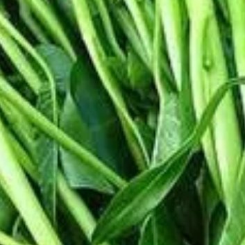 种植 🌱蕹菜的种植时间和方法露地蕹菜一般南方可在4-7月之间进行种植，而北方气