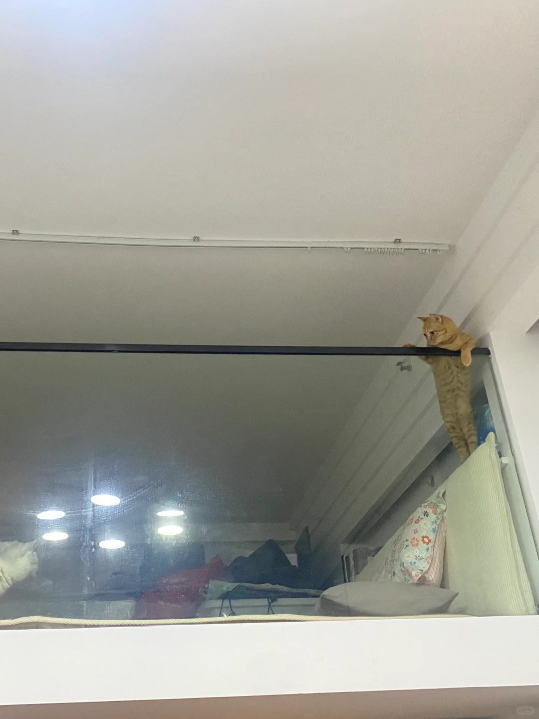 也不懂我家猫一天天在忙什么…