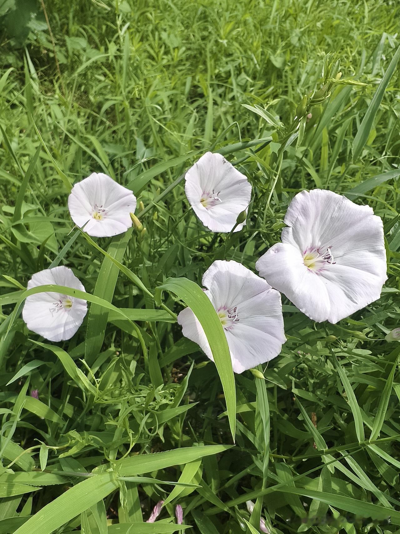 红白两色牵牛花，开的如此娇艳，惹人沉醉，赏花的乐趣，乐在其中，放飞心情。