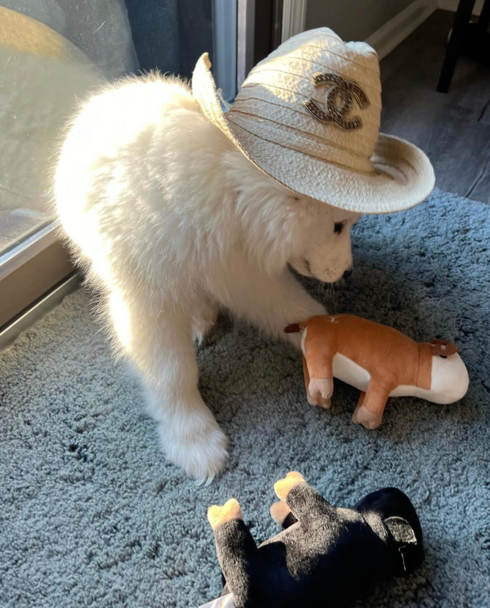 我是西部最厉害的小狗！ 