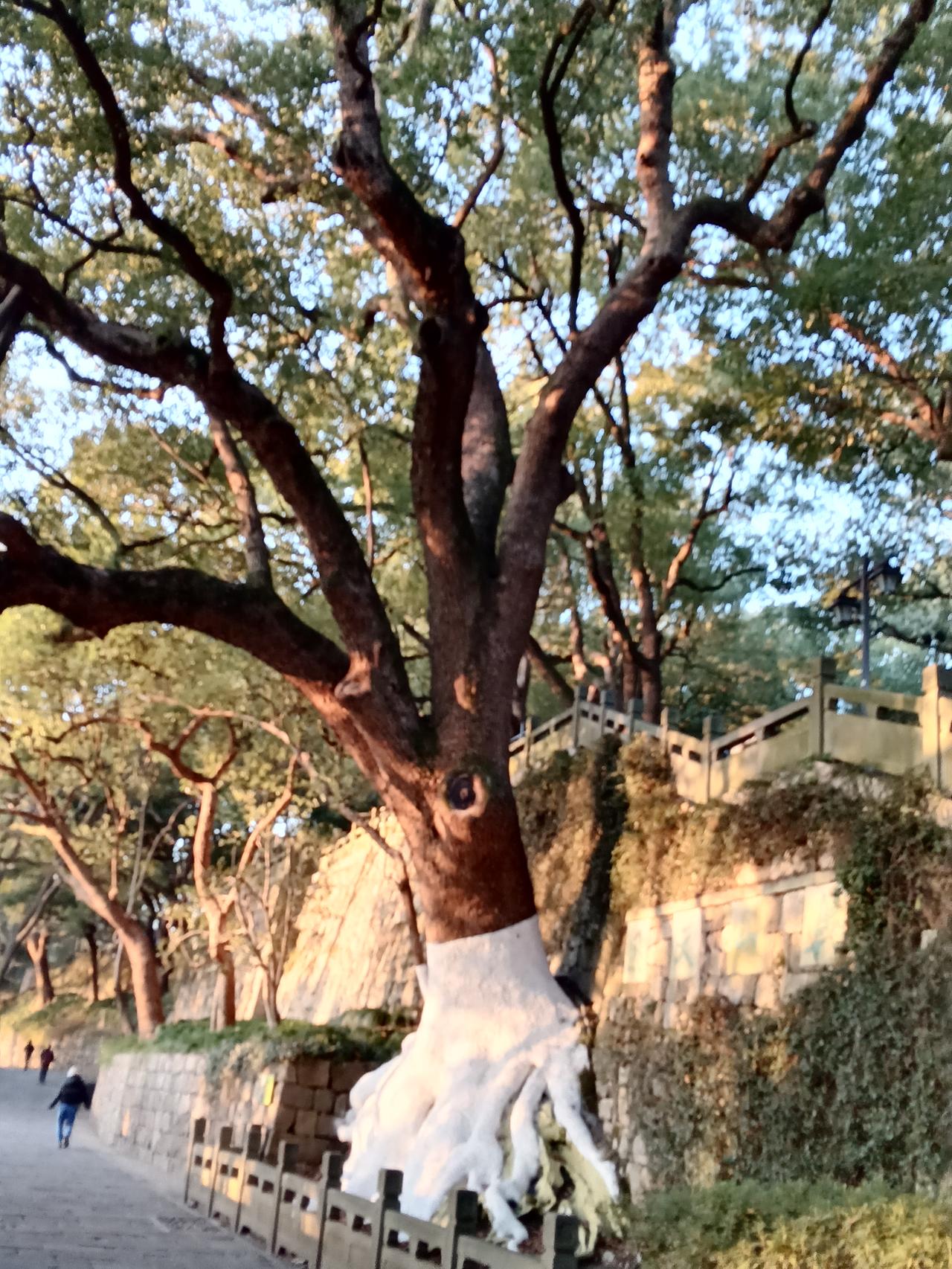 分享一张你手机里最近拍的风景照天树。在已经在城皇天存活了730年了。多么个朝代啊