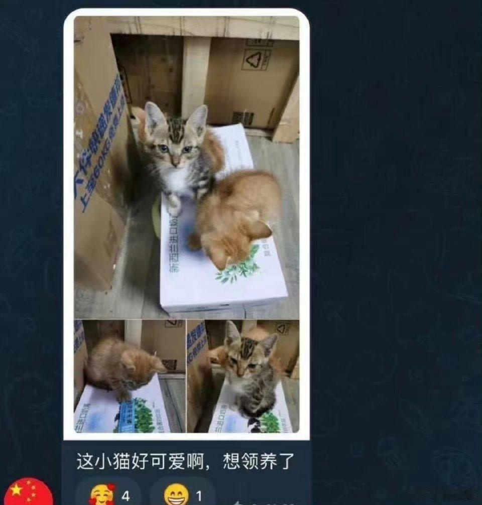 -好消息，这三只小猫已经确认救回了！！！一只被附近的学生收养了，会坚持给原主人发