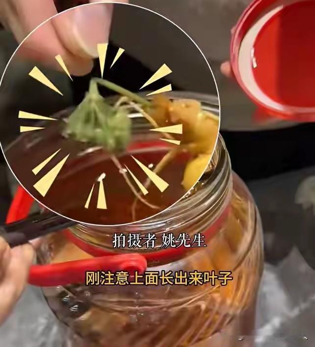 这是哪个环节出了错！

上海一男子，在倒家里泡酒的时候，居然发现，酒里泡了3年的