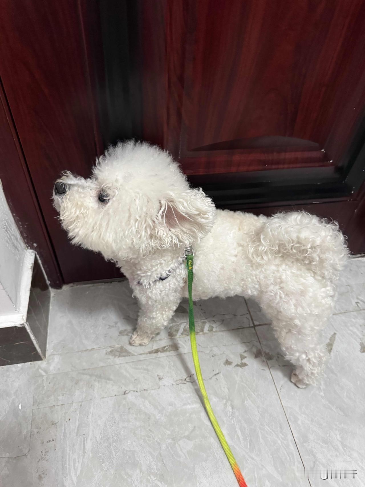 小比熊对“走”这个字的热爱简直刻在骨子里！就像我家那只小比熊，每次一说“走”，它