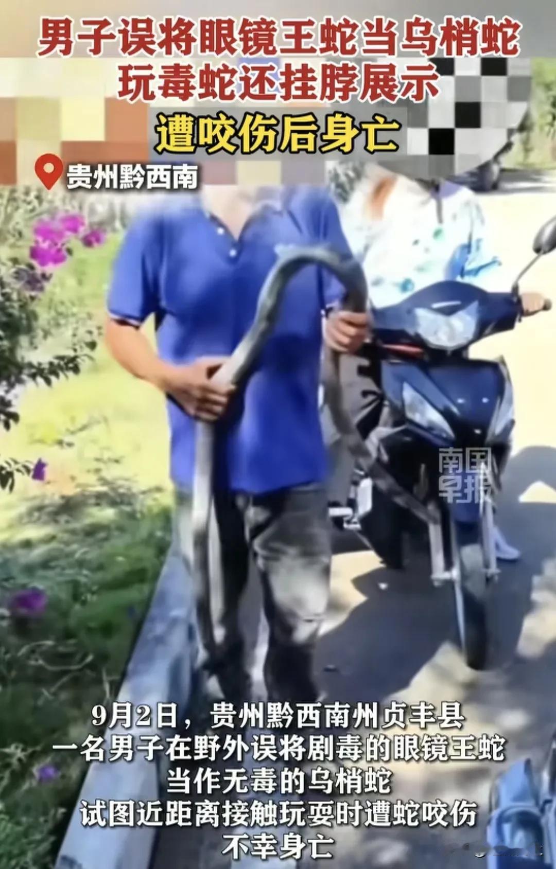 常在河边走，哪有不湿鞋！
刷到令人震惊新闻，贵州男子误将剧毒眼镜王蛇当无毒乌梢蛇