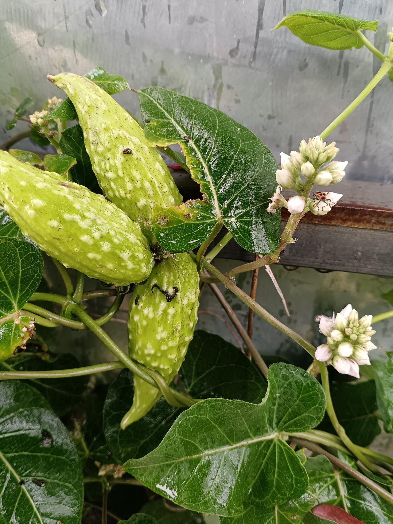 青果垂挂藤蔓间，白花缀枝，绿叶莹润，小虫栖于花苞，野趣悠然鲜活。