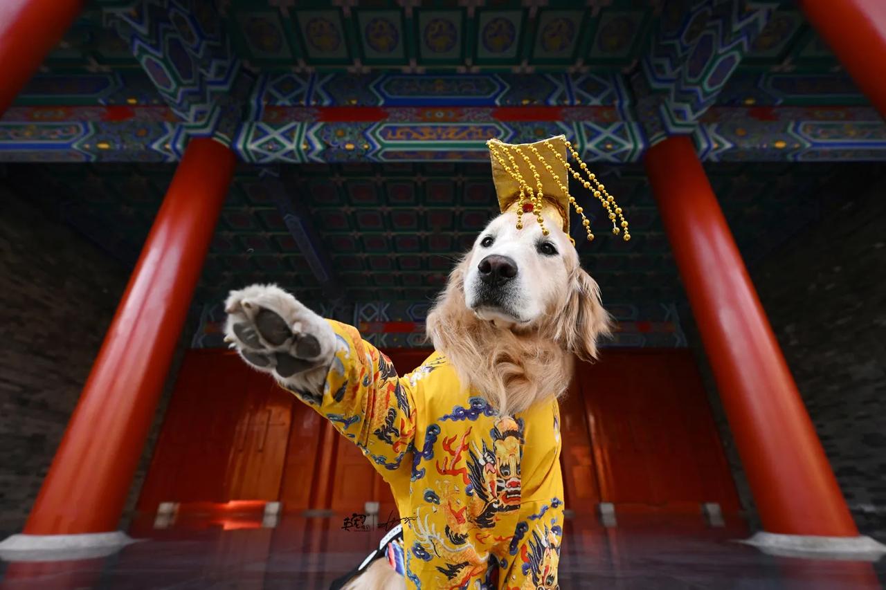 穿上龙袍一定要严肃，有气质
脱了龙袍就可以做自己咯
【紫禁城拍摄】