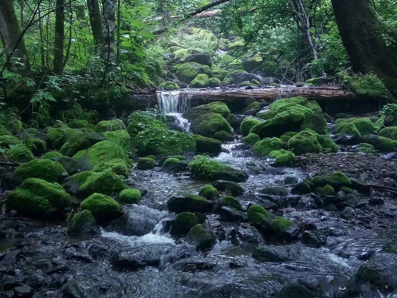 #等你老了以后，你会想去大深山隐居吗#
当我们老了以后，心灵里或许会萌生一个念头