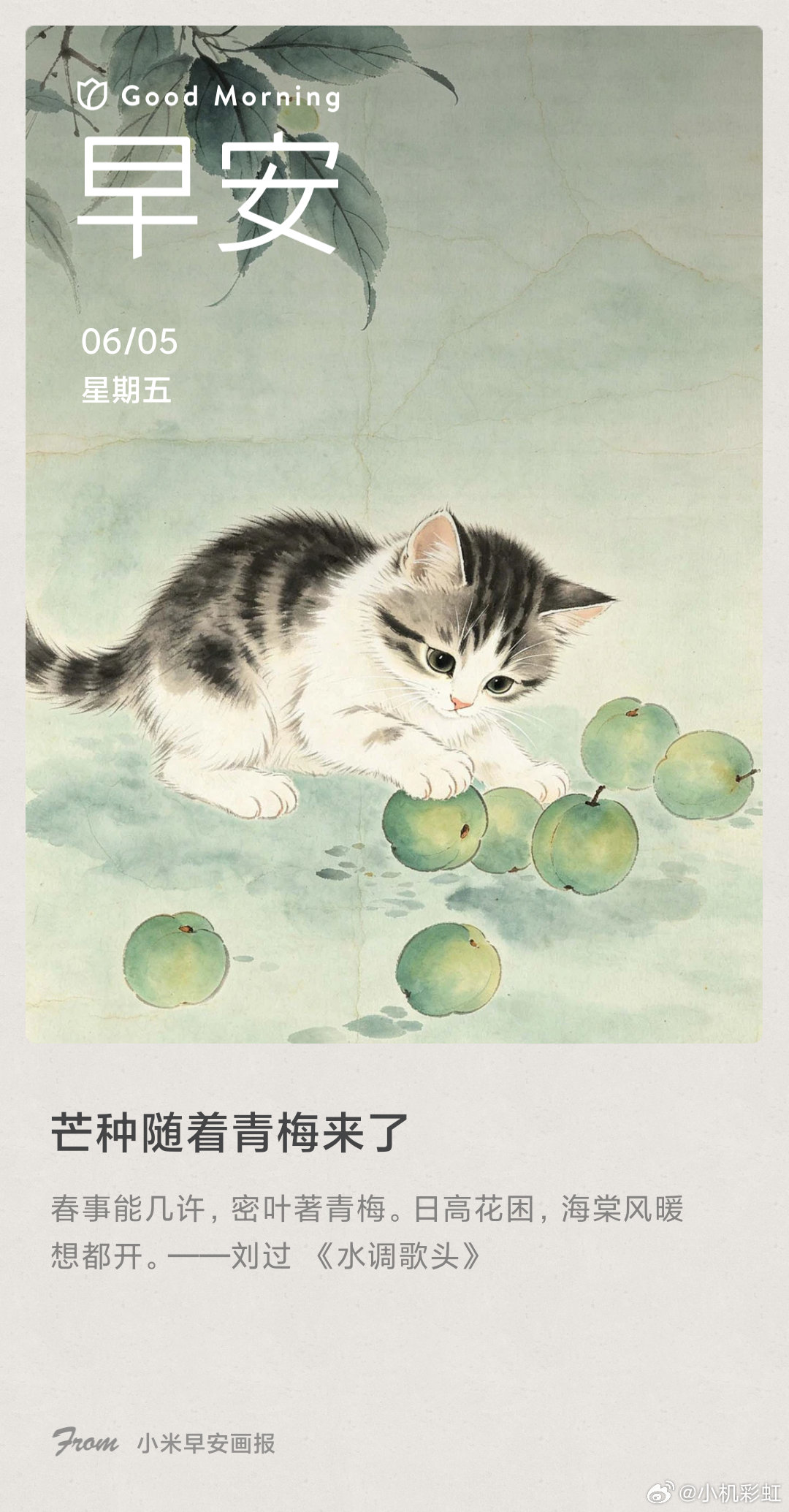 小米画报 芒种随着青梅来了： 春事能几许，密叶著青梅。日高花困，海棠风暖想都开。
