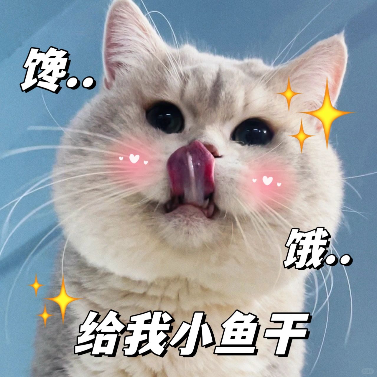 胖胖罐吃成大胖猪咪