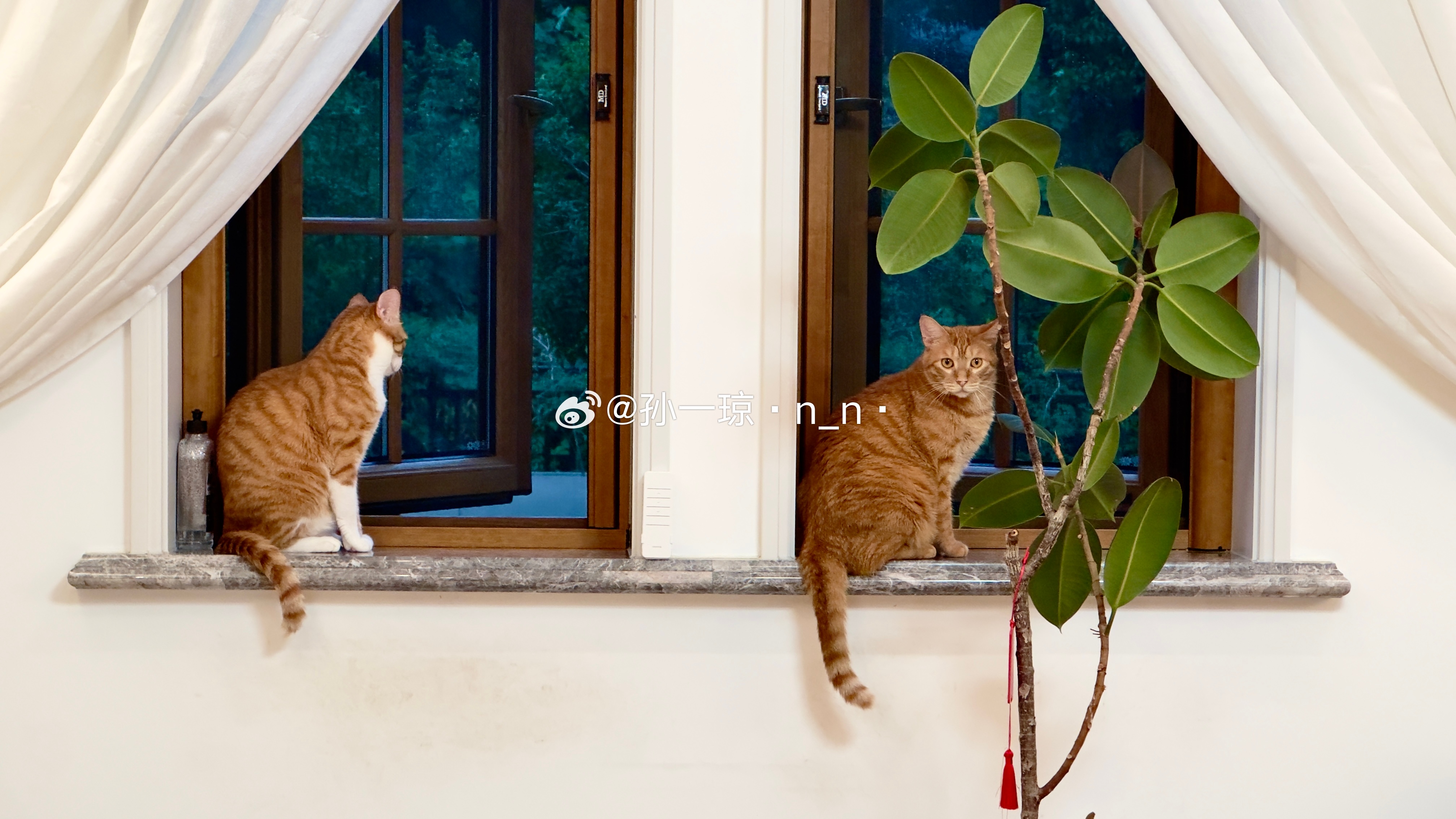 小猫也爱看雨景十五已经从褴褛咪变成了猪咪肥嘟嘟的很好撸 ​​​