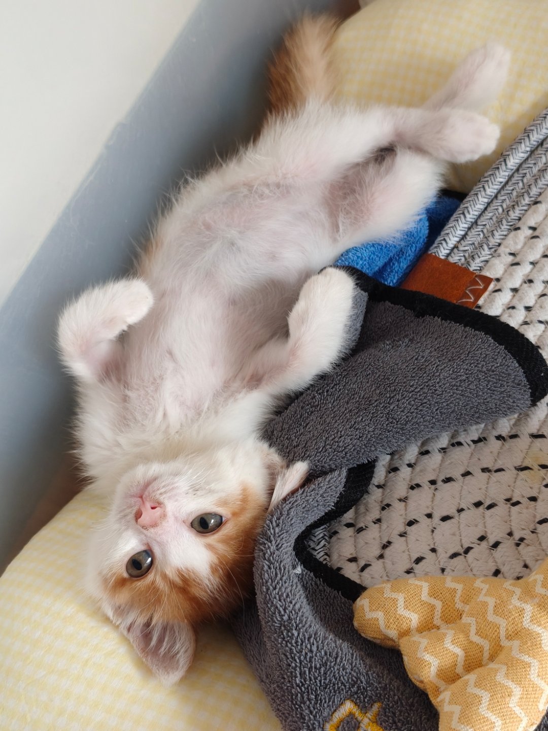 这是啥猫？ 